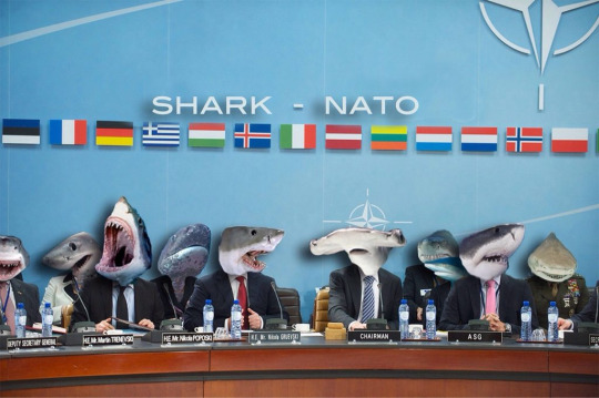 shark nato