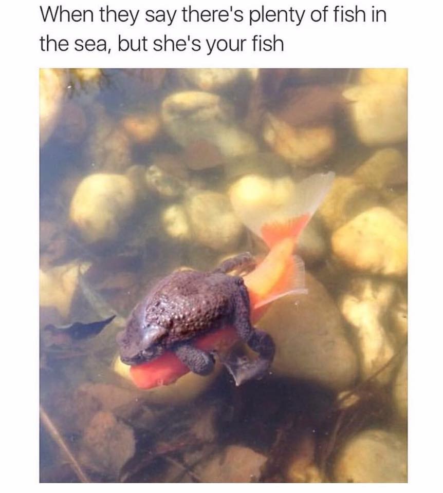 meme stream - they say there's plenty of fish - When they say there's plenty of fish in the sea, but she's your fish