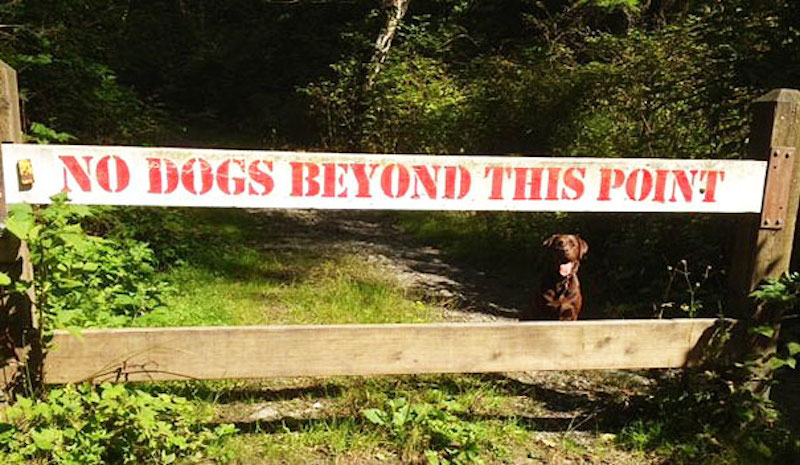 people who break the rules - D No Dogs Beyond This Point