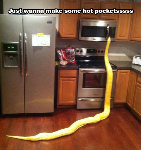 snake at microwave - Just wanna make some hot pocketsssss