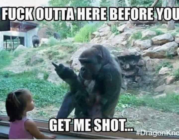 funny zoo memes - Fuckoutta Here Before You Get Me Shol...