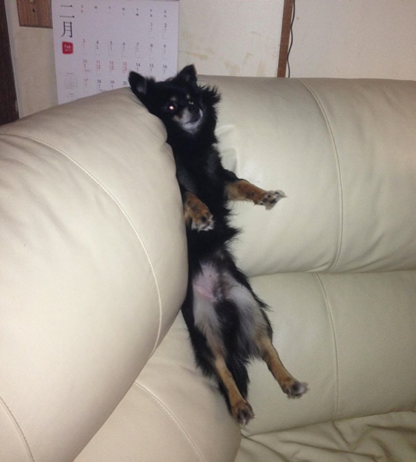 dog stuck in couch -