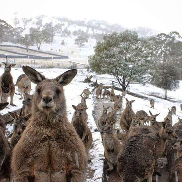 kangaroos in snow