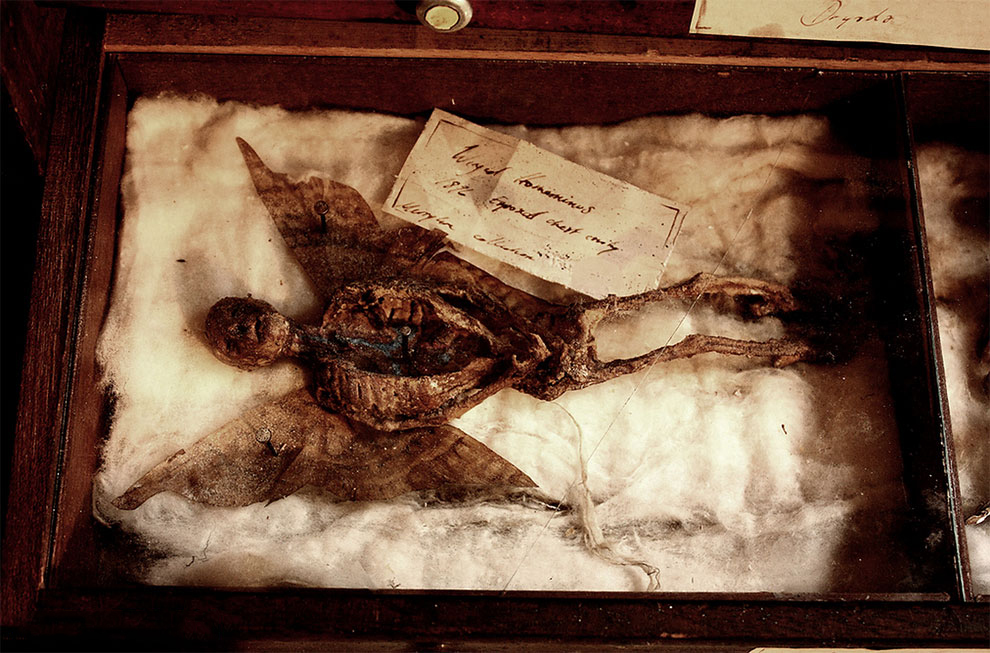 Bodies Of Strange Creatures Found In An Old House Basement In London