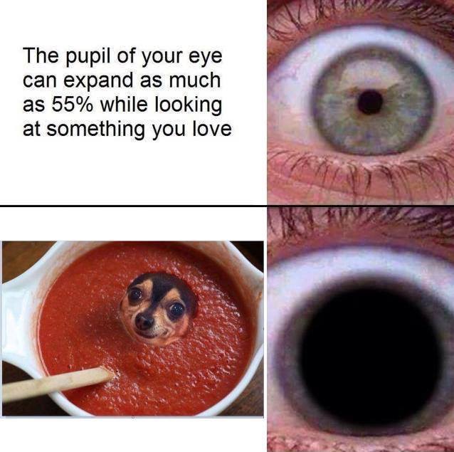 gorillaz noodle meme - The pupil of your eye can expand as much as 55% while looking at something you love