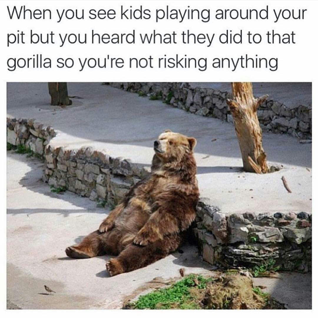 contemplating bear - When you see kids playing around your pit but you heard what they did to that gorilla so you're not risking anything