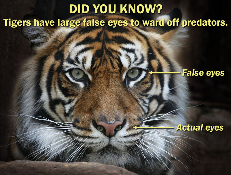 do tigers have false eyes - Did You Know? Tigers have large false eyes to ward off predators. False eyes Actual eyes