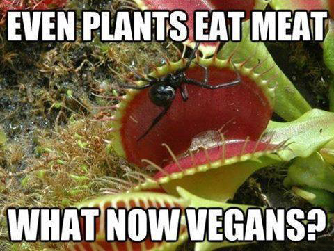 even plants eat meat - Even Plants Eat Meat What Now Vegans?