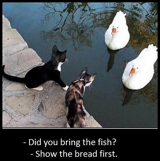 did you bring the fish - Did you bring the fish? Show the bread first.