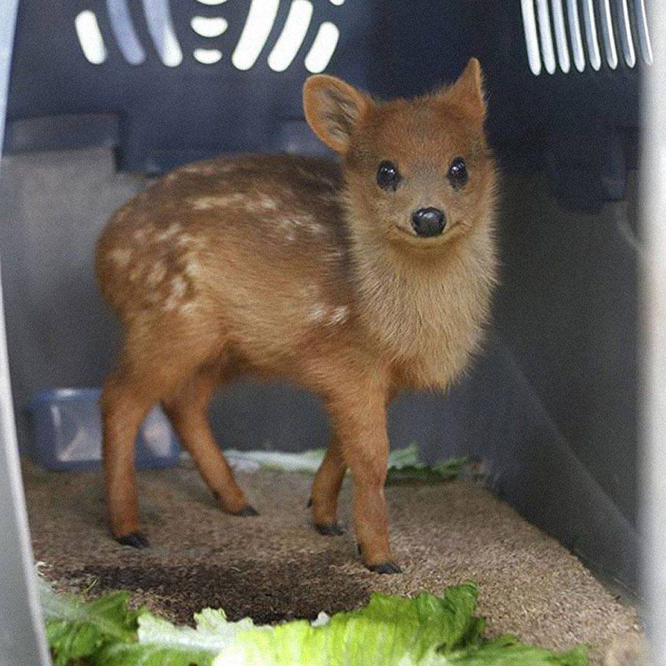 world's smallest deer