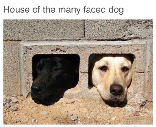 dog has no name - House of the many faced dog theworldpolice