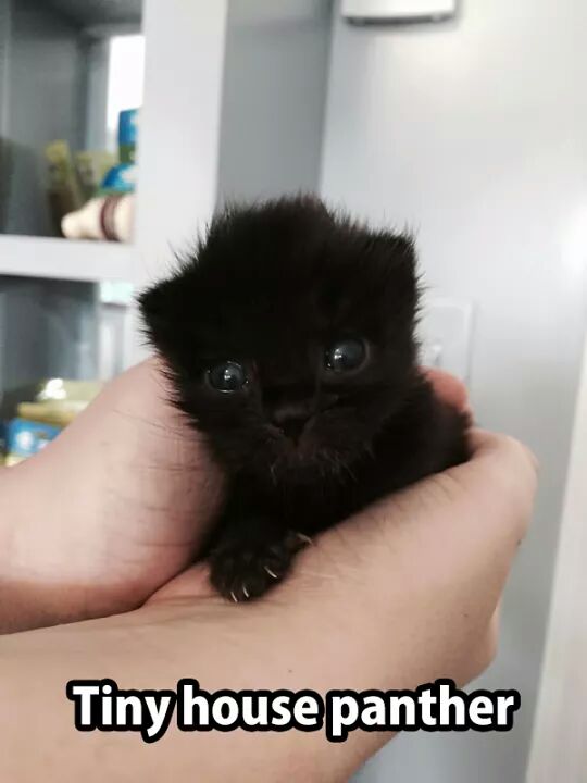 tiny house panther - Tiny house panther