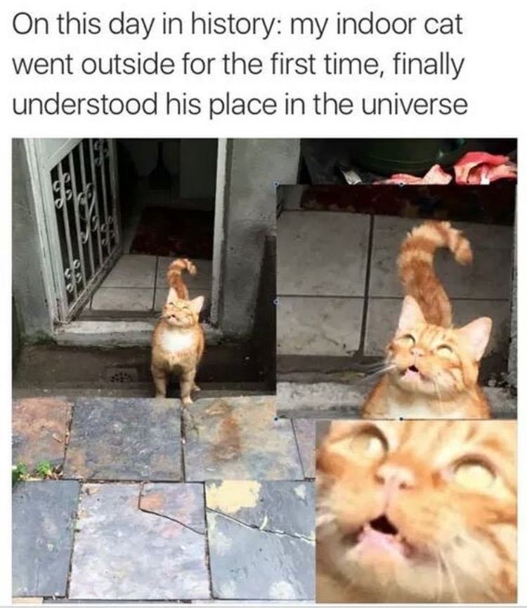 indoor cat memes - On this day in history my indoor cat went outside for the first time, finally understood his place in the universe
