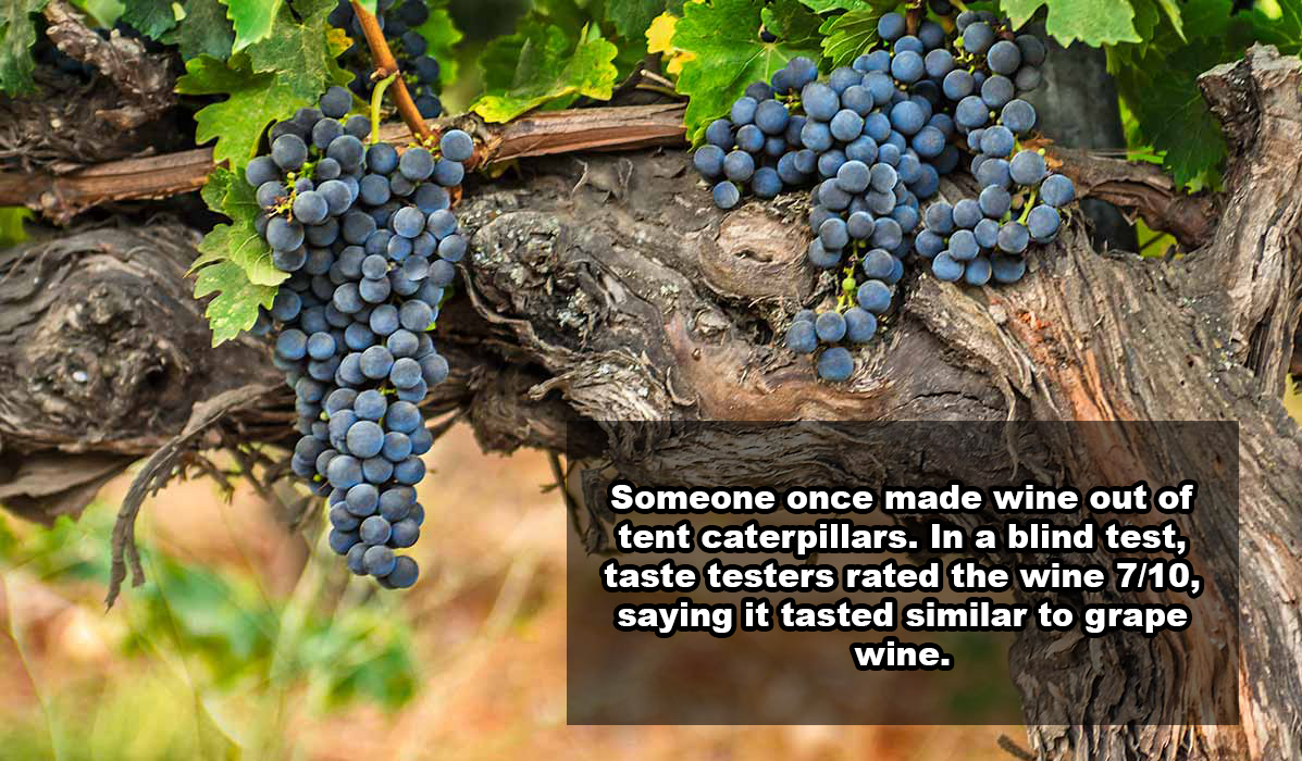 21 Shocking Facts You Most Likely Didn't Know About Wine