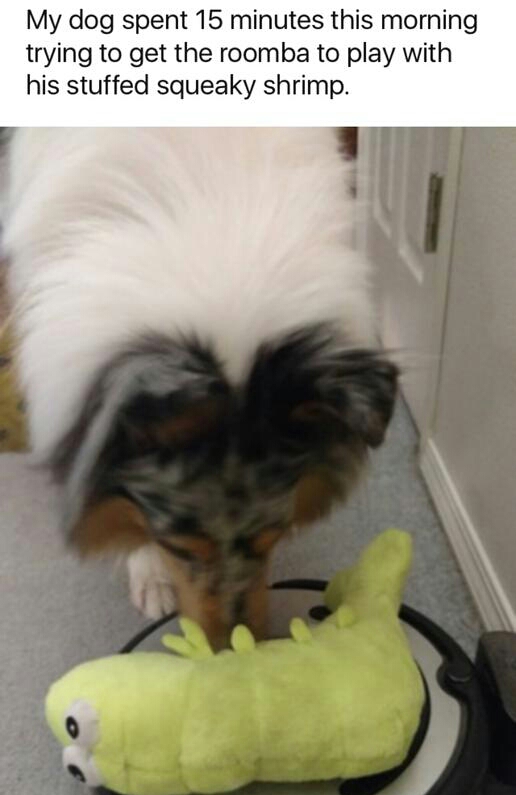 Dog - My dog spent 15 minutes this morning trying to get the roomba to play with his stuffed squeaky shrimp.