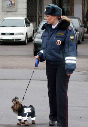 wtf russia yorkie police dog