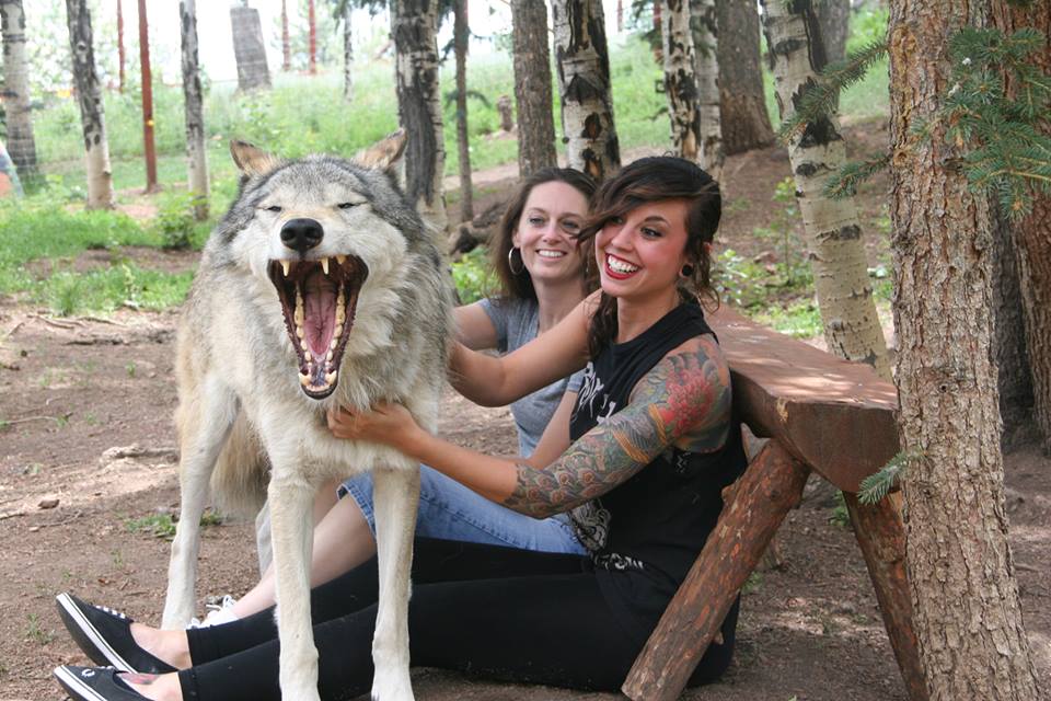 colorado wolf and wildlife center