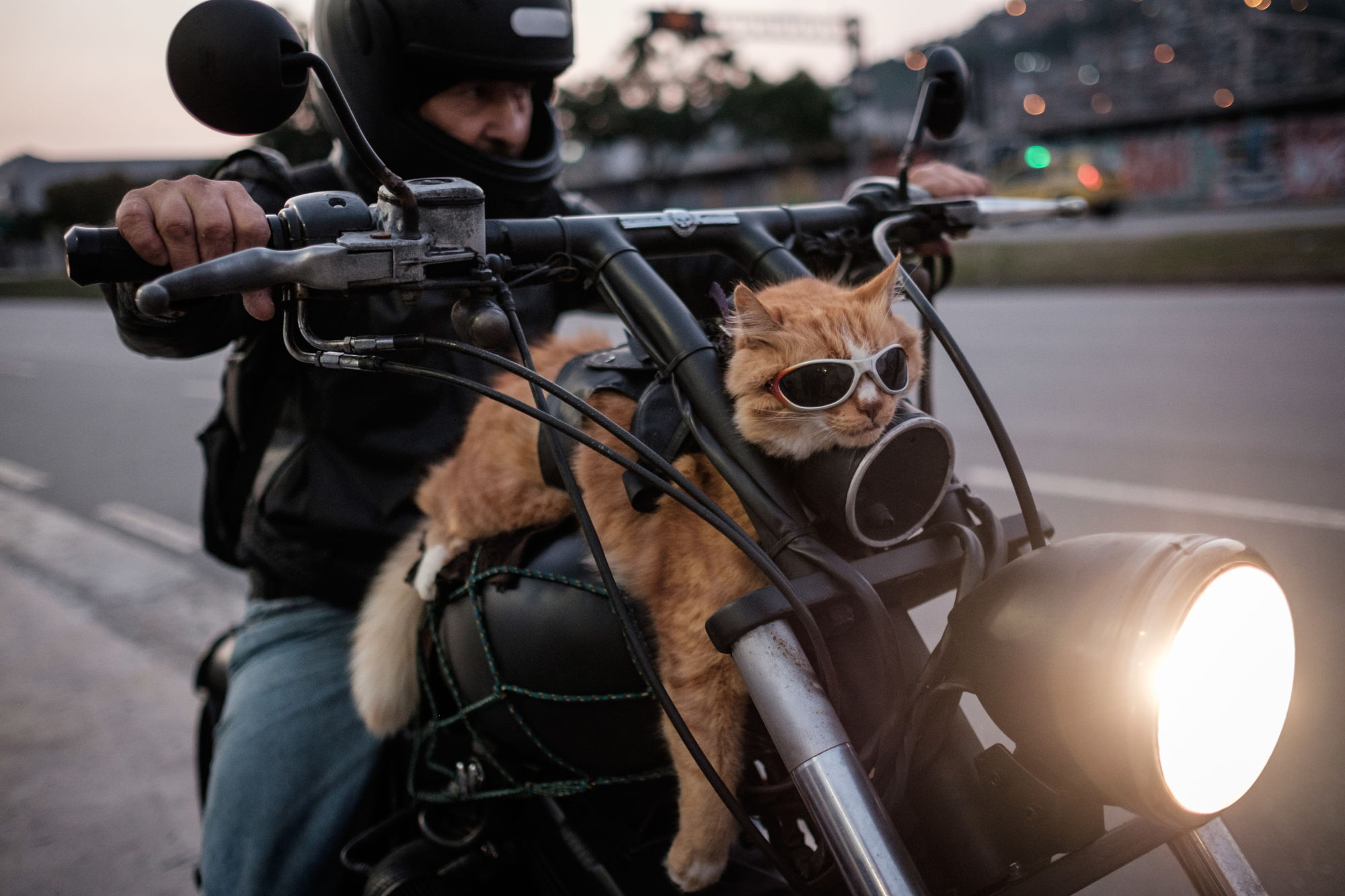 cat riding on motorcycle