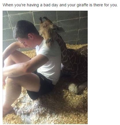 you having a bad day your giraffe - When you're having a bad day and your giraffe is there for you.