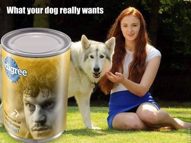 game of thrones dog meme - What your dog really wants gree Soon De Aces Of Roeibot