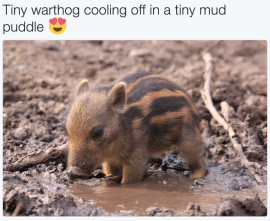 young warthog - Tiny warthog cooling off in a tiny mud puddle