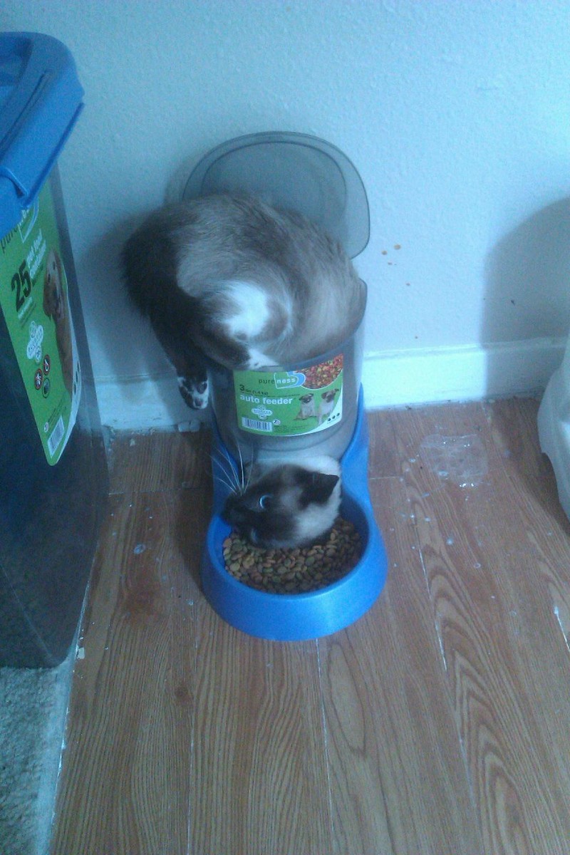 cat stuck funny - Dureness auto feeder