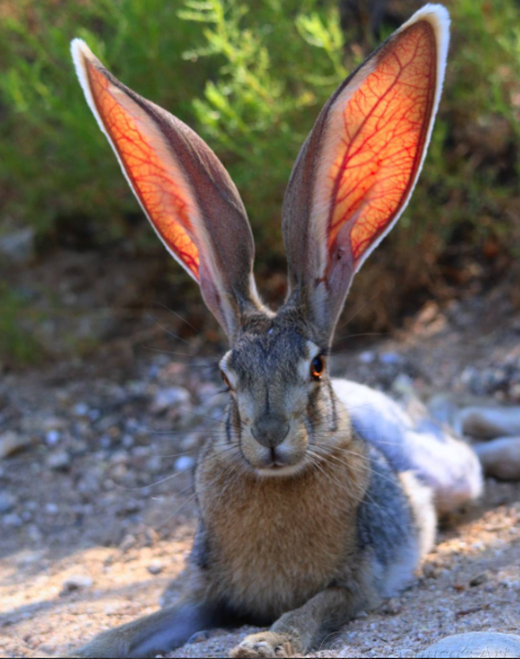 rabbit big ears