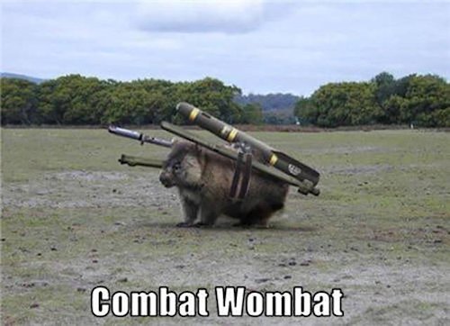combat wombat - Combat Wombat