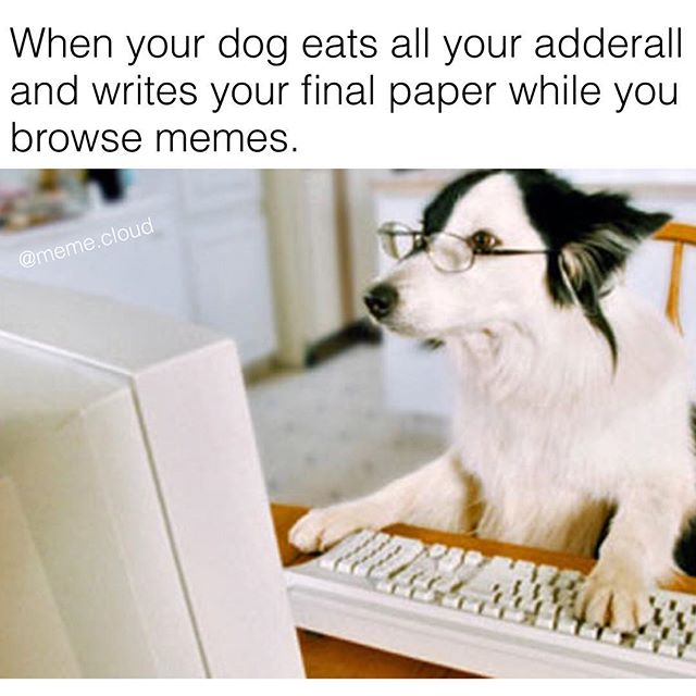 dog on computer - When your dog eats all your adderall and writes your final paper while you browse memes. .cloud