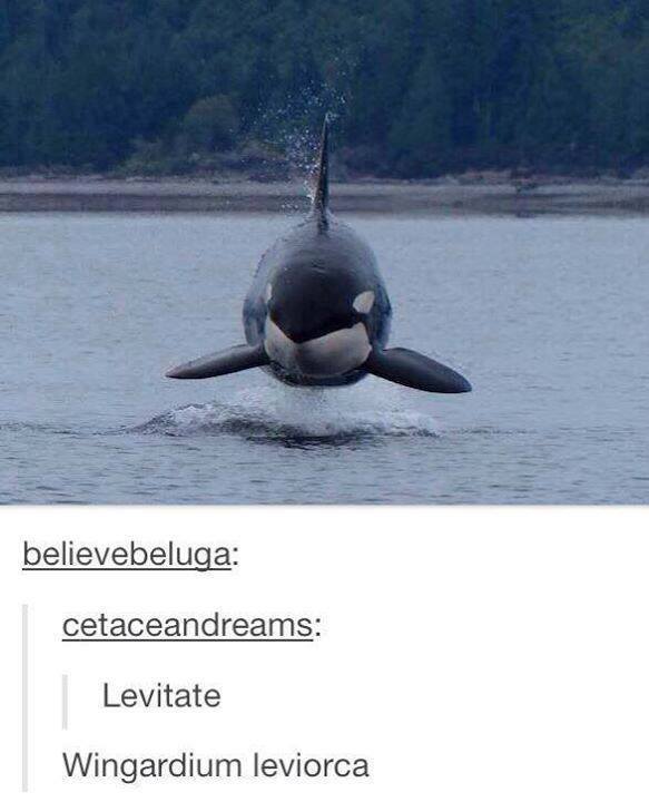 whale memes