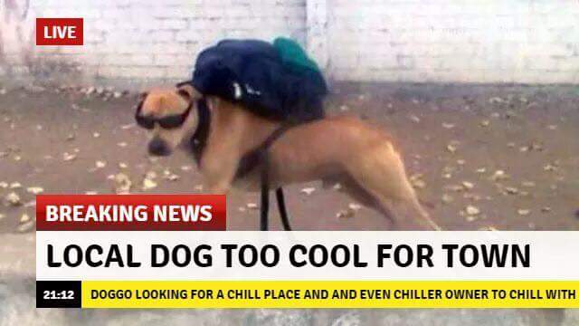 local dog too cool for town - Live Breaking News Local Dog Too Cool For Town Doggo Looking For A Chill Place And And Even Chiller Owner To Chill With