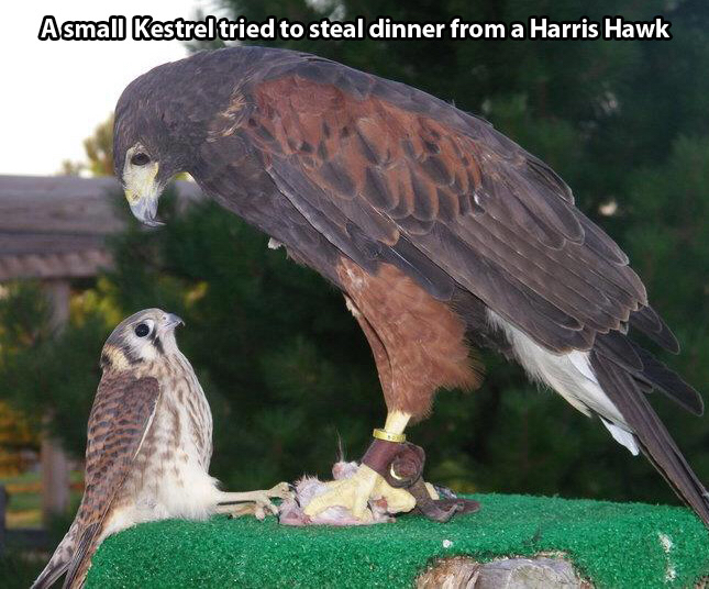 risk i took was calculated but man am i bad at math kestrel - A small Kestrel tried to steal dinner from a Harris Hawk