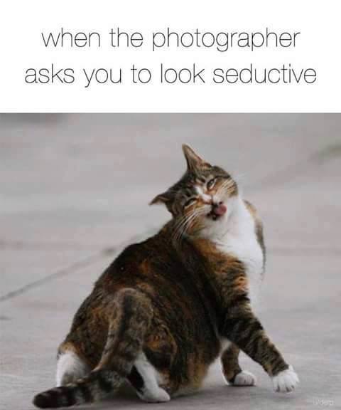 cool cat awkward - when the photographer asks you to look seductive