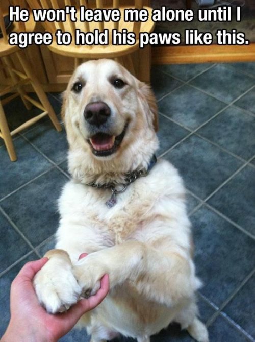 memes - will make u smile - He won't leave me alone until I agree to hold his paws this.