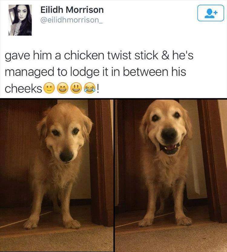 memes - did we do to deserve dogs - Eilidh Morrison gave him a chicken twist stick & he's managed to lodge it in between his cheeks 90!