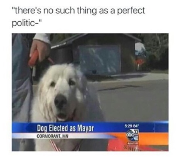 memes - dog elected mayor - "there's no such thing as a perfect politic" 6.2984 Dog Elected as Mayor Cormorant, Mn 06 40