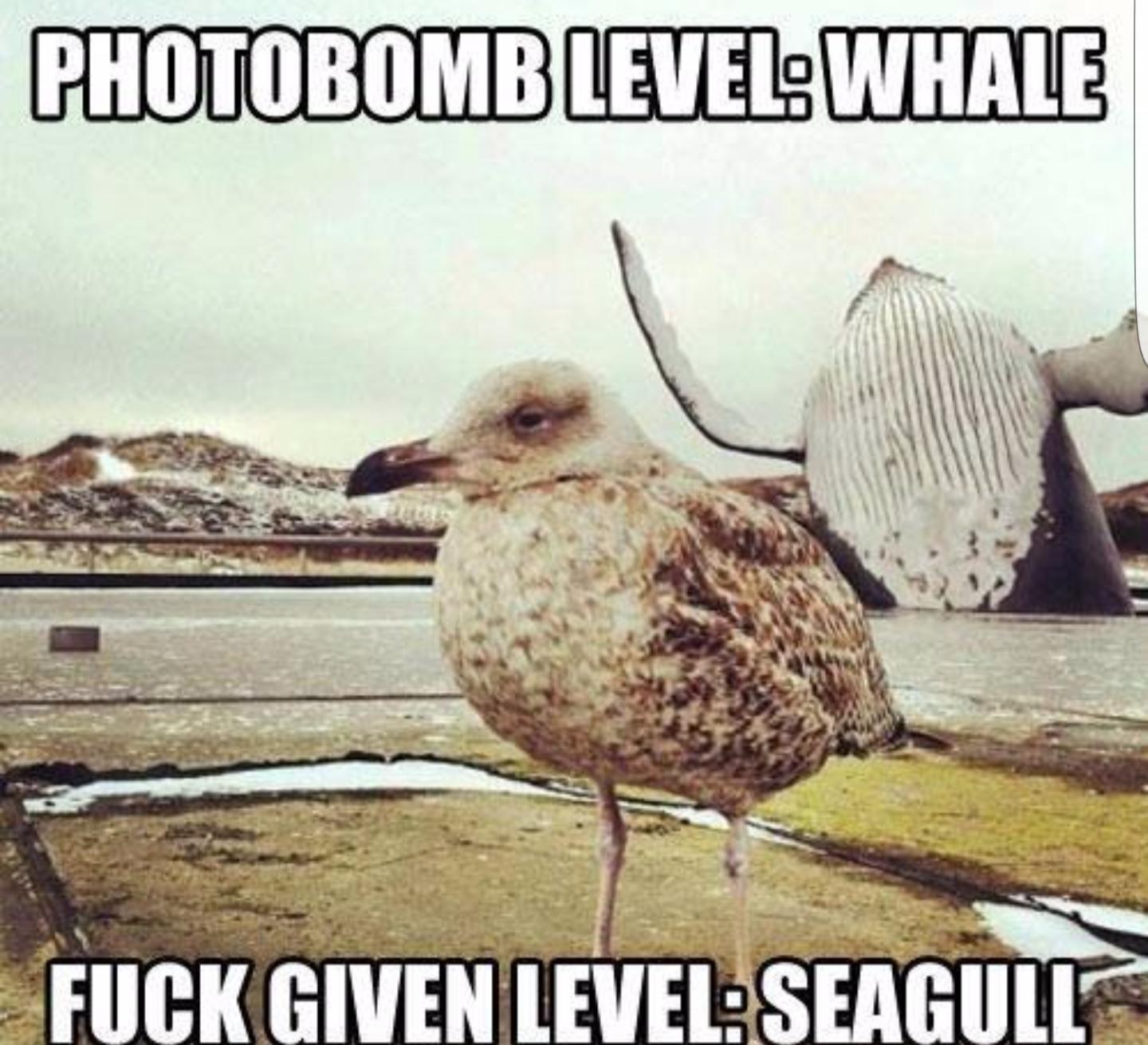 memes - széchenyi chain bridge - Photobomb Level Whale Fuck Given LevelSeagull