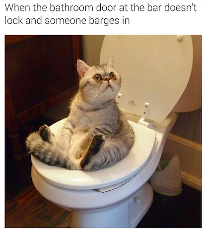 memes - cat sitting on toilet - When the bathroom door at the bar doesn't lock and someone barges in