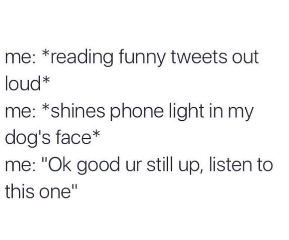 memes - angle - me reading funny tweets out loud me shines phone light in my dog's face me "Ok good ur still up, listen to this one"