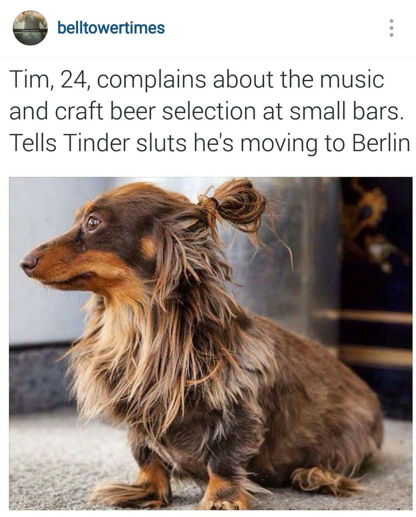 memes - hipster dachshund - belltowertimes Tim, 24, complains about the music and craft beer selection at small bars. Tells Tinder sluts he's moving to Berlin