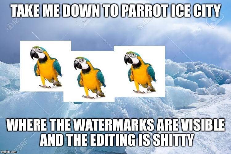 meme - meme - Take Me Down To Parrot Ice City Where The Watermarks Are Visible S And The Editing Is Shitty Brf imgrip.com