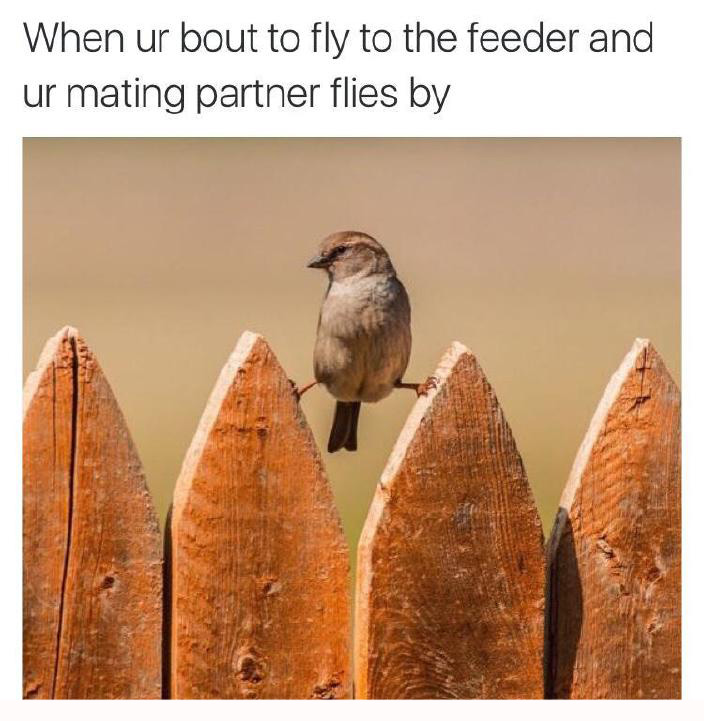 meme - When ur bout to fly to the feeder and ur mating partner flies by