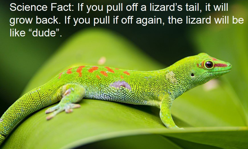 green lizard - Science Fact If you pull off a lizard's tail, it will grow back. If you pull if off again, the lizard will be dude".