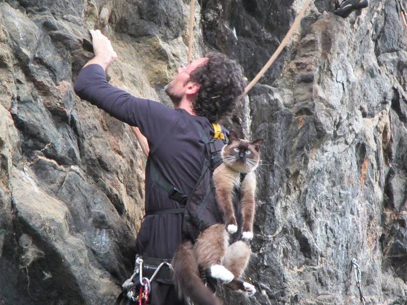 cat rock climbing