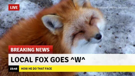 local fox goes w - Live breaksyouronnes.com Breaking News Local Fox Goes ^w^ How He Do That Face