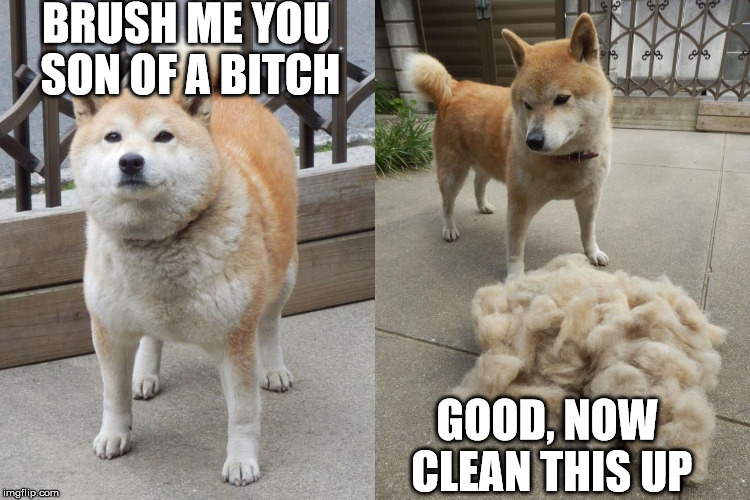 chonky boi reduced - Brush Me You Son Of A Bitch 1036363 Good, Now Clean This Up imgflip.com