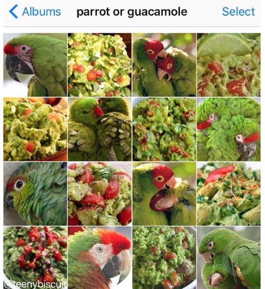 parrot or guacamole -