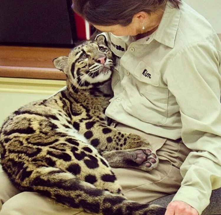 san diego zoo clouded leopard - Kim