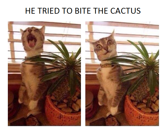 funny cats - He Tried To Bite The Cactus