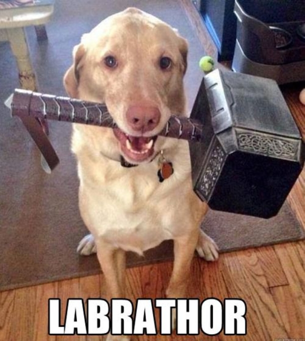 labrador thor - Labrathor